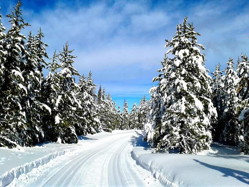 mckinney nordic