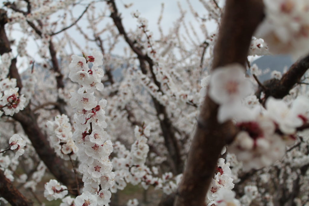 blossoms