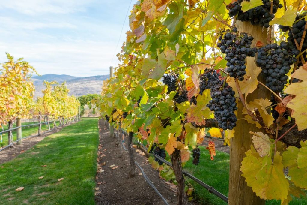 South Okanagan Winery in the Fall