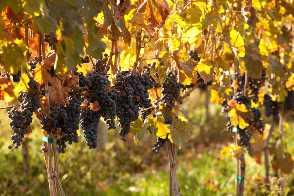 Grape Harvest