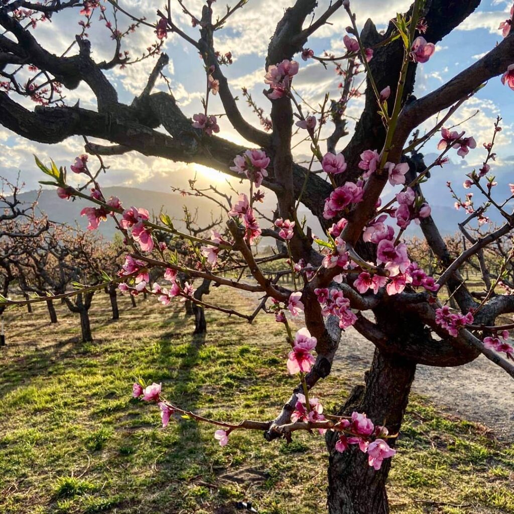 Cherry blossoms