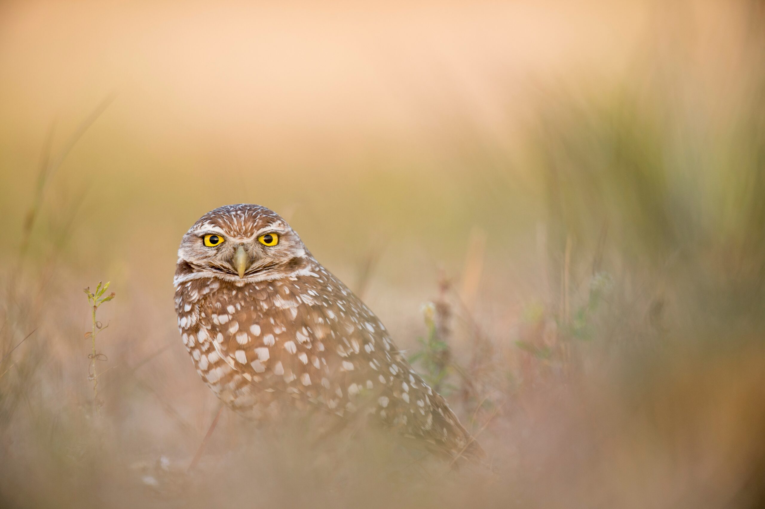 38th Annual Open House @ SORCO Raptor Rehab Centre - Destination Osoyoos